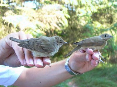 Garden warbler - Sylvia borin - Curruca mosquitera - Tallarol gros