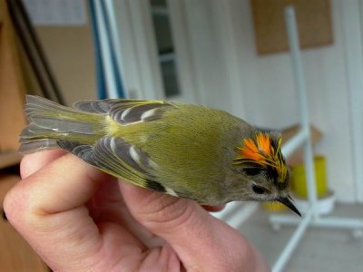 Goldcrest - Regulus regulus - Reyezuelo sencillo - Reiet