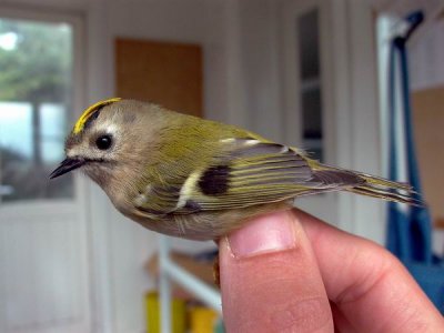 Goldcrest male - Regulus regulus - Reyezuelo sencillo - Reiet