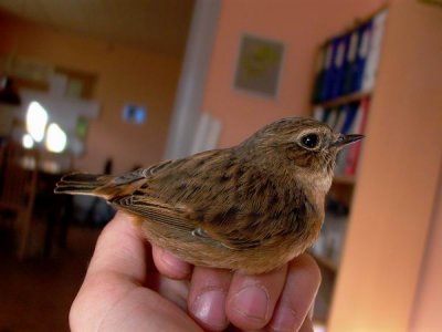 Stonechat - Saxicola torquata - Taravilla - Bitxac