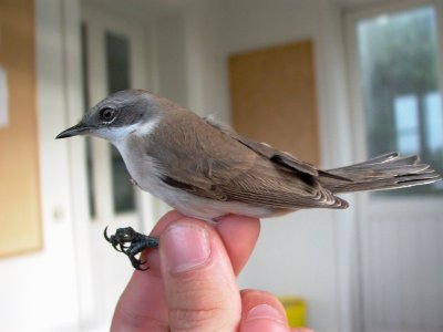 Lesser Whitethroat - Sylvia curruca - Curruca zarcerilla - Tallarol xerraire