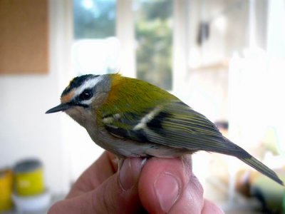 Firecrest - Regulus ignicapillus - Bruel - Reyezuelos listado