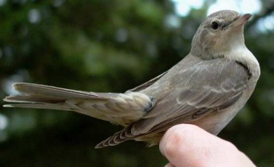 Barred warbler - Sylvia nisoria - Hgesanger - Curruca gavilana - Tallarol esparverenc