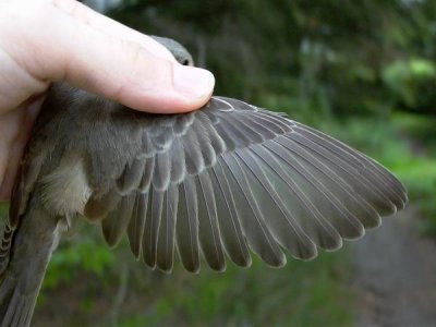 Barred warbler - Sylvia nisoria - Hgesanger - Curruca gavilana - Tallarol esparverenc