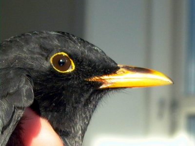 Blackbird - Turdus merula - Mirlo - Merla