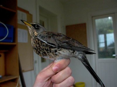 Fieldfare - Turdus pilaris - Zorzal Real - Griva cerdana