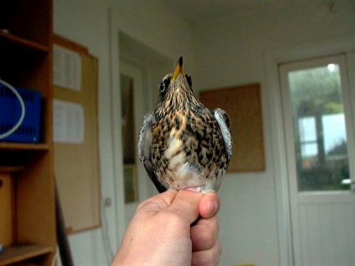 Fieldfare - Turdus pilaris - Zorzal Real - Griva cerdana