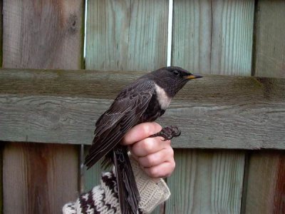 Ring ouzel - Turdus torquatus - Mirlo capiblanco - Merla de Pit-blanc