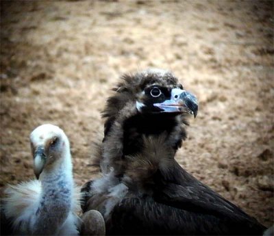 Black Vulture - Aegypius monachus - Buitre Negro - Voltor Negre - Munkegrib