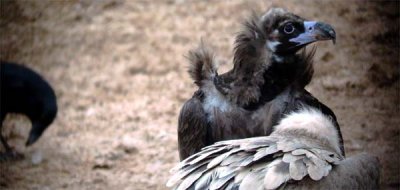 Black Vulture - Aegypius monachus - Buitre Negro - Voltor Negre - Munkegrib