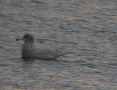 Galley Glaucos Gull - Larus hiperboreus - Gavin Hiperboreo - Gavinot Hiperbori