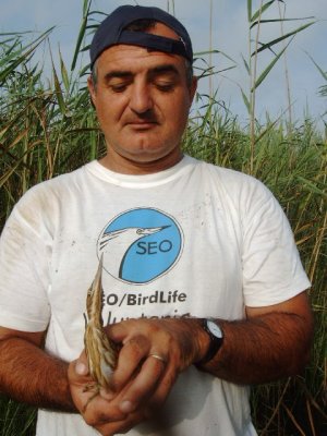 El representante de la SEO en el Delta del Ebro realizando trabajo de campo con el avetorillo
