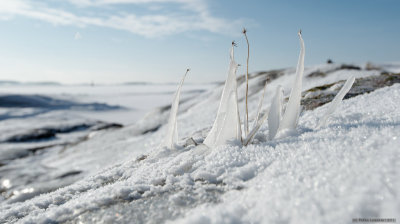 Frozen straws