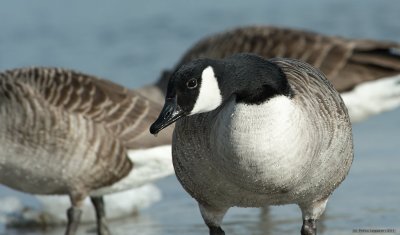 Body built to fly - Canada goose