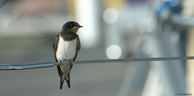 Barn swallow on a wire cable