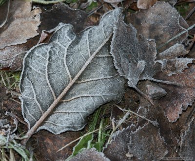 November leaves