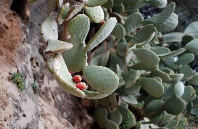 Cactus flowers