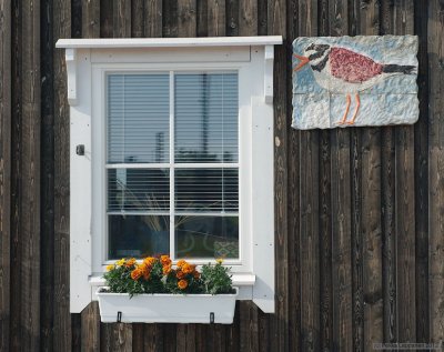 Bird watcher window