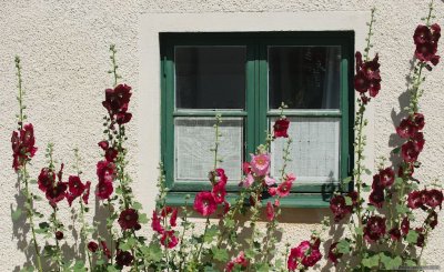 Flower window