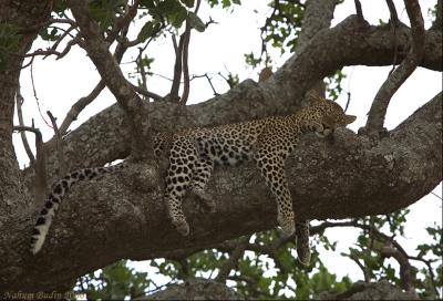 Beauty Sleep (Leopard)