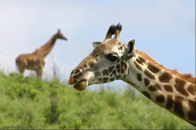 Giraffes (Photo: Idan)
