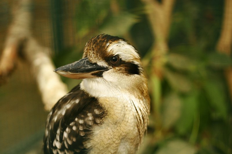 Laughing  Kookaburra