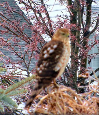 blurry coopers hawk.jpg