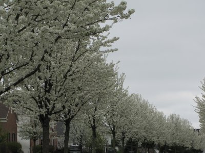 canopies.jpg