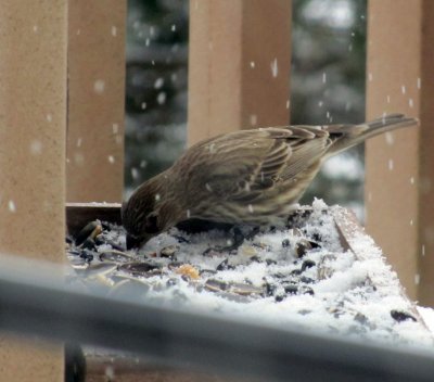 female house finch.jpg