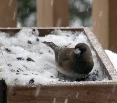 female junco.jpg