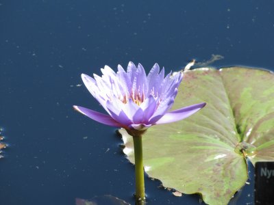 IMG_4833.JPG
