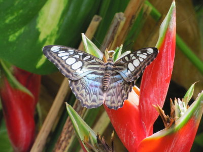 Aruba Butterflies