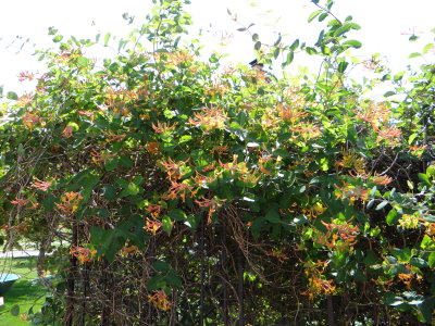 DSC00086.JPG
