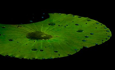 Lotus leaf & water drops