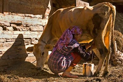 milking the cow. Ranghri.Village
