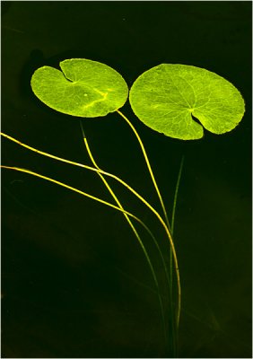 Lotus leaf and stem 2