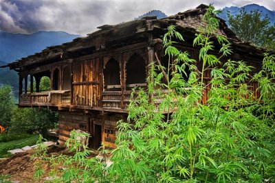 Ranghri village house & local weeds