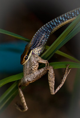 Snake snack