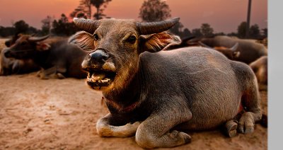 Smiley Buffalo