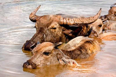 Buffalo in the Mekong