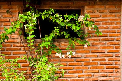 Plant wall