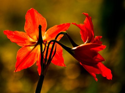 Backlit flower