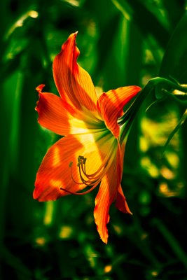 Backlit flower