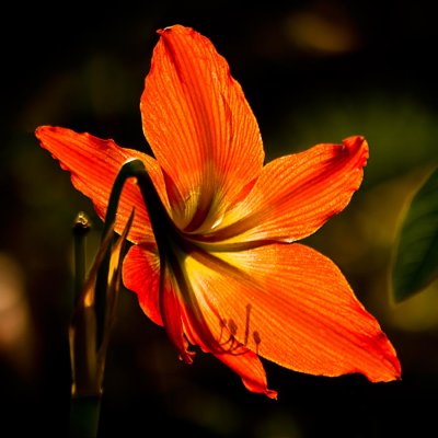 Backlit flower