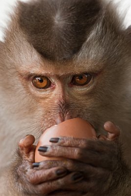 Monkey Hoiy eating egg