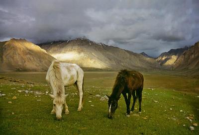 linghti-horses.jpg