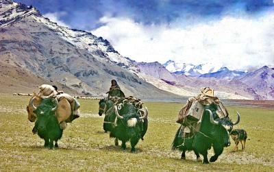 Nomad yaks.