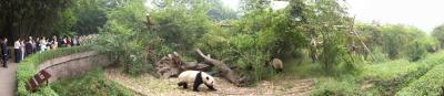 Visiting the Panda Reserve