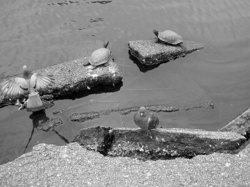 two turtles two birds