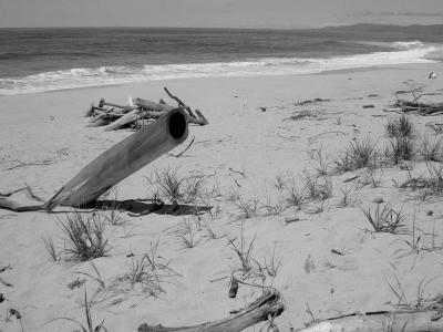 driftwood beach